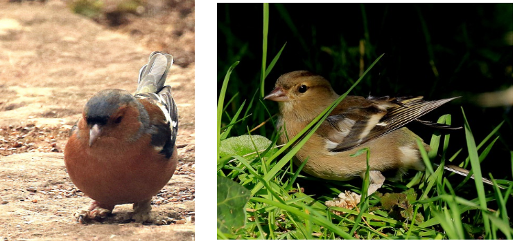 chaffinches