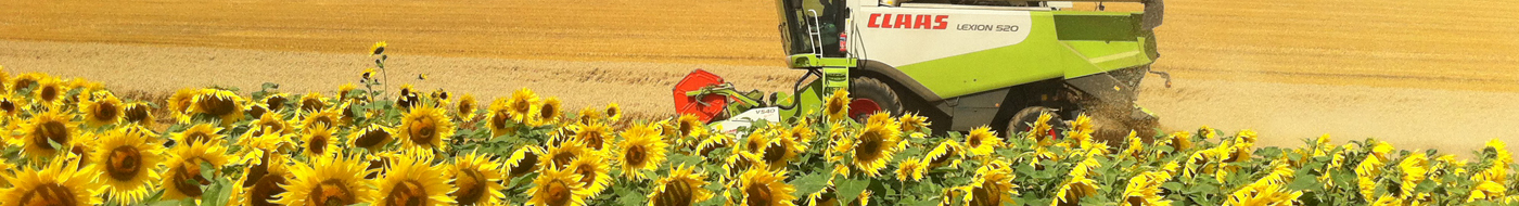 growing sunflowers