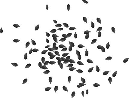 Seeds