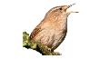 Bird Gallery
