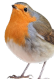 Robin