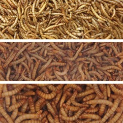 Mealworms & Worms