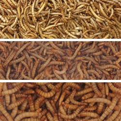 Mealworms & Worms