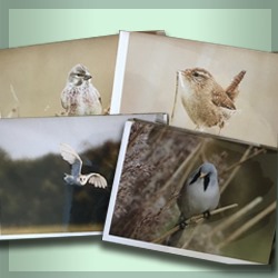  Cards & Watercolour Prints