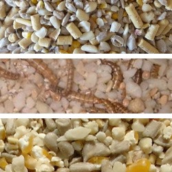 Softbill Bird Food