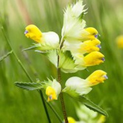 Wildflower Seeds