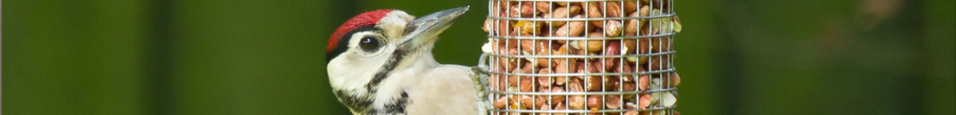 Peanut Feeders