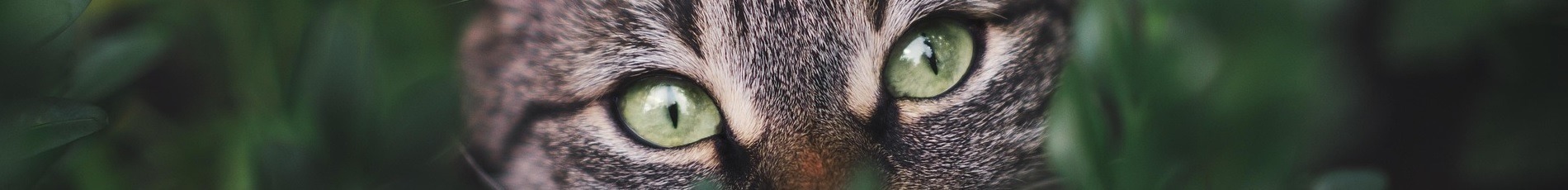 Cat & Mouse Deterrents