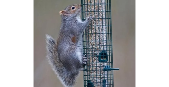 Squirrel proof bird feeder