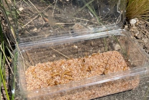 Mealworms in bran