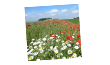 Wildflower Seeds