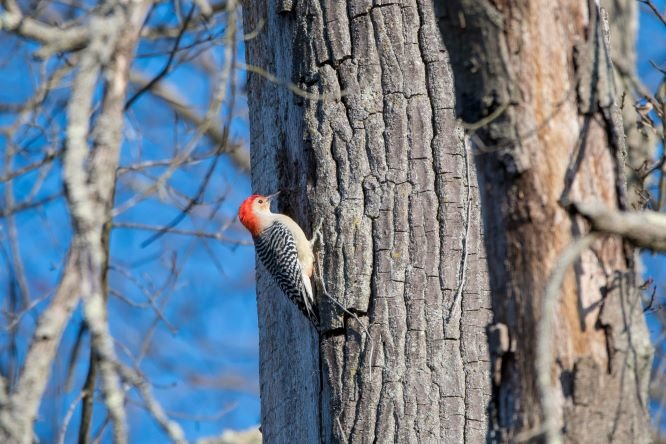 What Do Woodpeckers Eat?