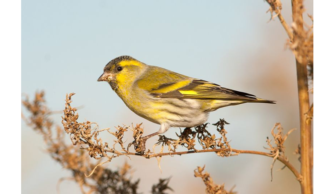 What Do Siskins Eat?