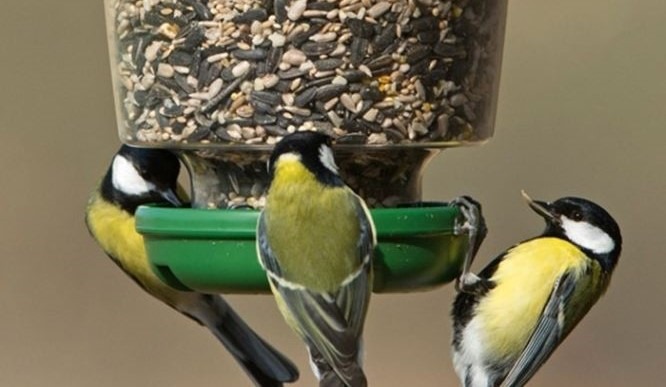 Bird Feeders That Keep Large Birds Out
