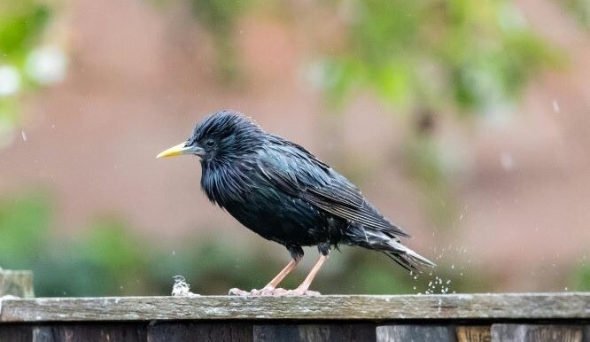 Best Bird Feeders for Rainy Weather