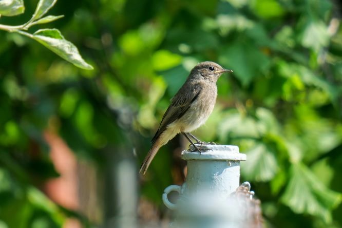What Do Wrens Eat?