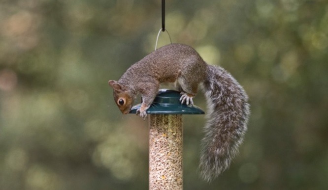 Squirrel Proof Seed Feeders