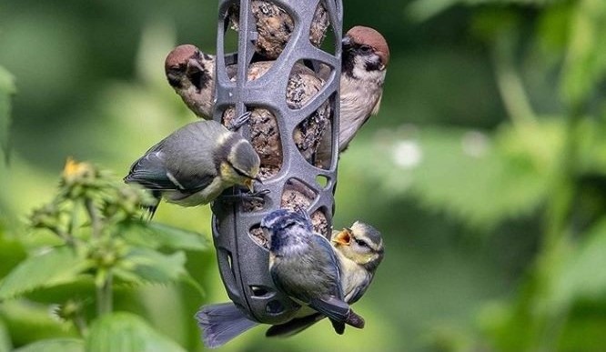 Cheap Bird Feeders