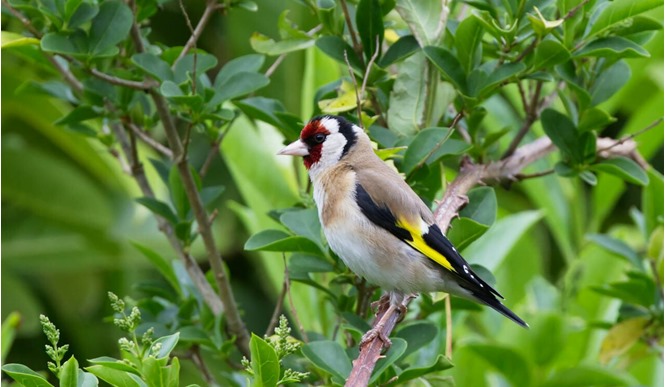 Globe Bird Feeders