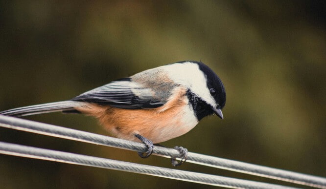 Bird Feeders for Small Birds