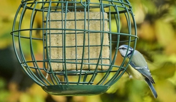 Vegan Bird Food