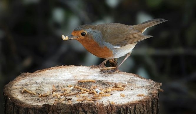 Mealworms for Robins
