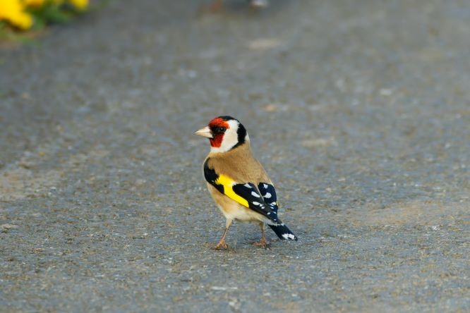Bird Food for Goldfinches