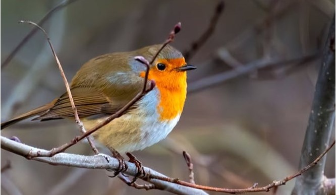 Winter Bird Feed