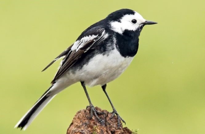 What Do Pied Wagtails Eat?