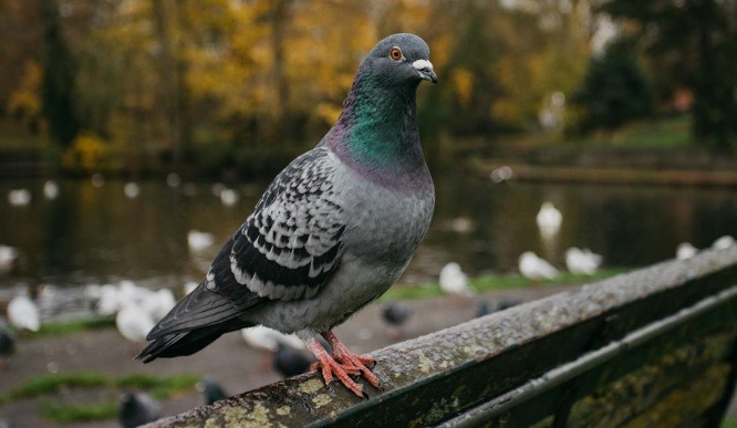 Food for Pigeons