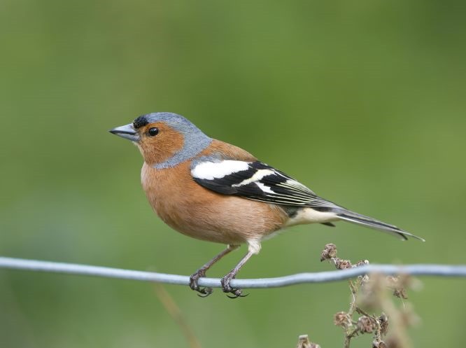 What Do Chaffinches Eat?
