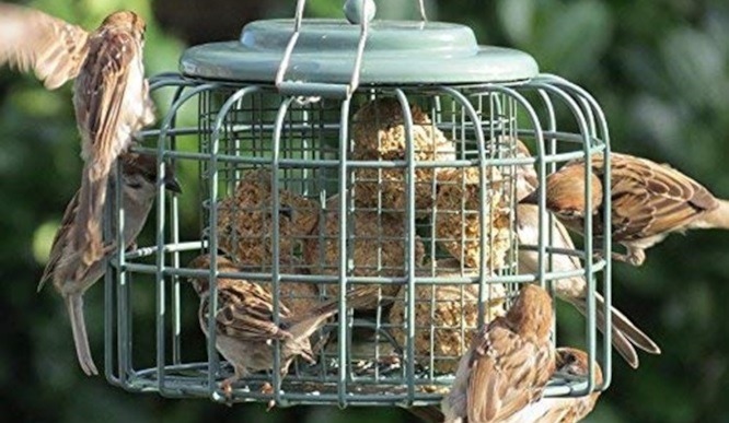 Squirrel Proof Suet Feeders