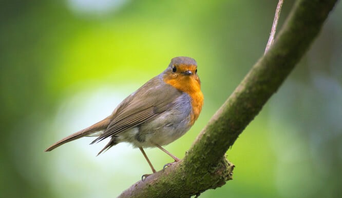 Big Easy™ Bird Feeders