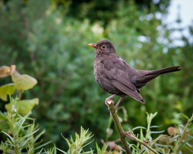 What Do Blackbirds Eat?
