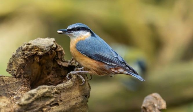 What Do Nuthatches Eat?
