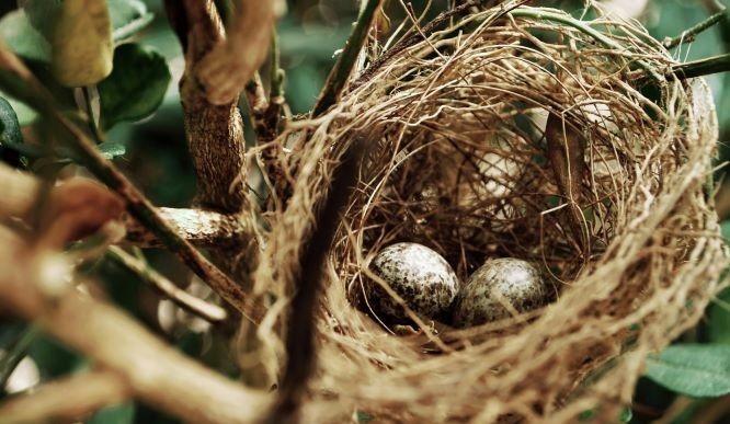 Bird Nesting Materials