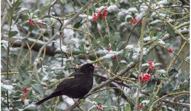 Stocking Fillers for Bird Lovers