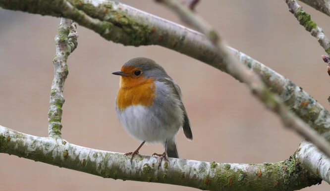 What Do Robins Eat?