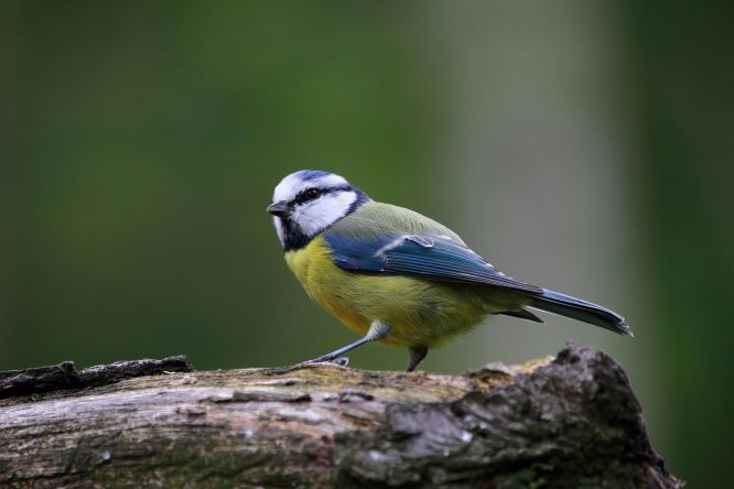 What Do Blue Tits Eat?