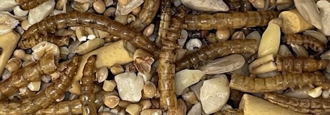 Mealworm Bird Feeds