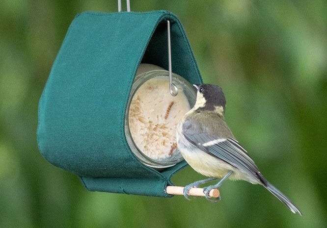 Peanut Butter for Birds