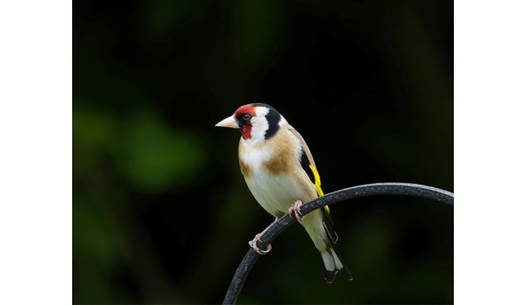 About Goldfinches