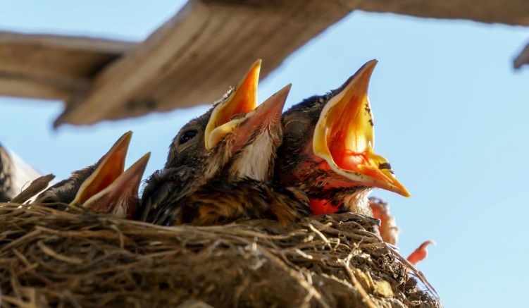 Nesting Materials for Wild Birds