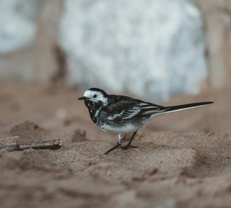 About Pied Wagtails