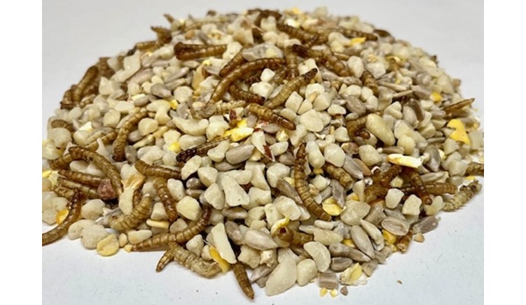 Why choose a bird seed mix with mealworms in it?