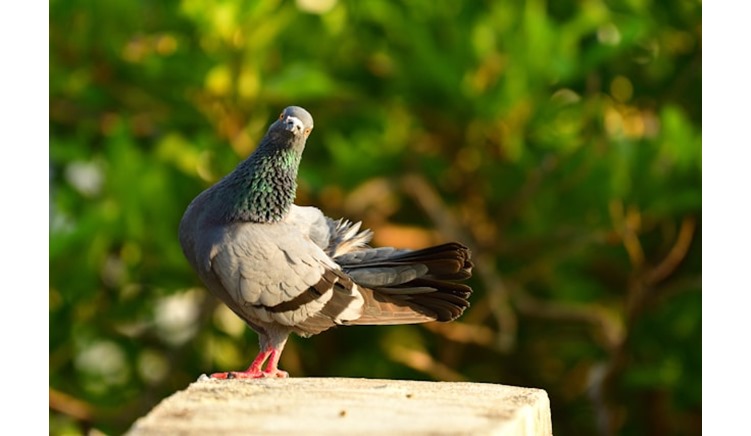 Why Choose Really Wild Bird Food for Pigeon Proof Feeders?