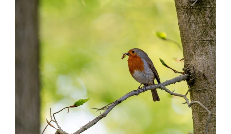 Mealworms From Really Wild Bird Food