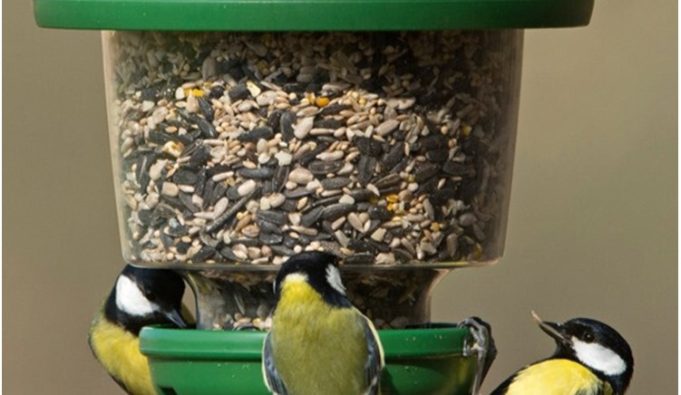 Couldn't Find Your Globe Bird Feeder?