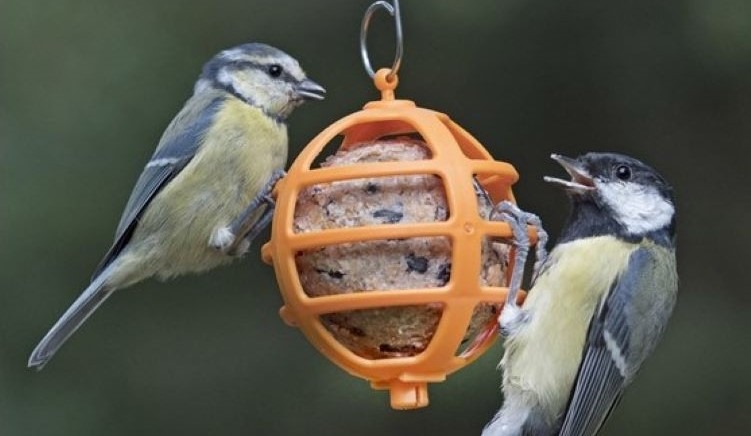 Cheap Bird Feeders from Really Wild Bird Food