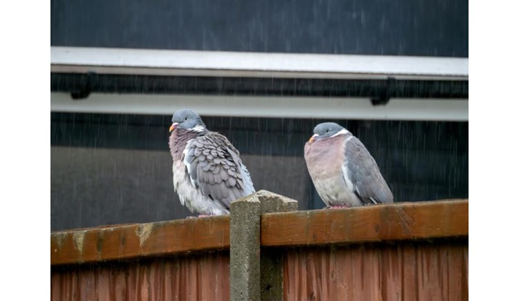 Our Best Advice for Wet Weather Bird Feeding